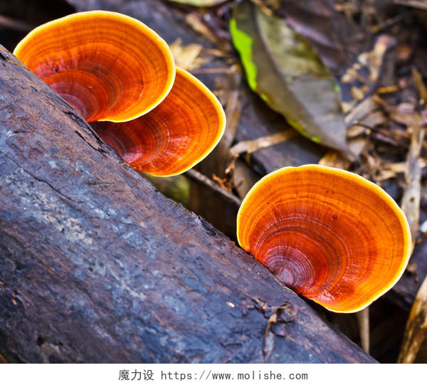 森林里的棕色蘑菇